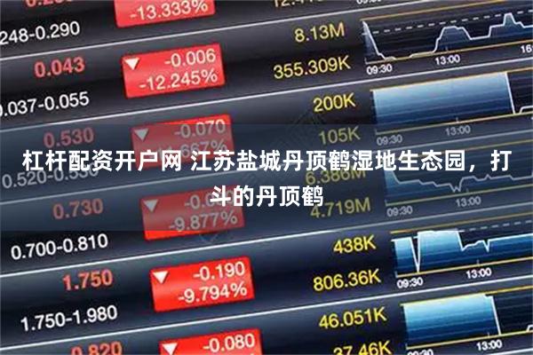 杠杆配资开户网 江苏盐城丹顶鹤湿地生态园，打斗的丹顶鹤